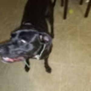 Meet your Posher, Paul